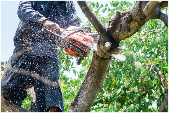 tree services Fulton